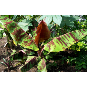 Banánovník (Banana sikkimensis) ´RED TIGER´ - výška 100-120 cm, kont. C12L (-20°C)
